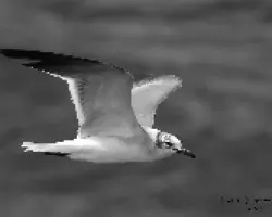 Larus atricilla