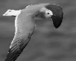 Aleteo de gaviota