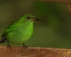 Green Honeycreeper - Hembra