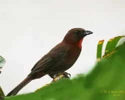 Habia fusicauda