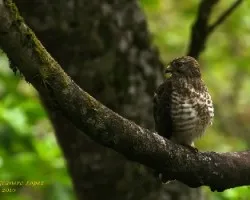 Broad-winged Hawk