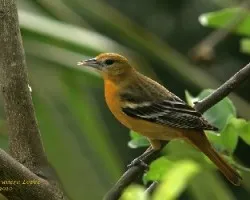 Baltimore Oriole - Hembra