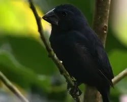 Cyanocompsa cyanoides - macho