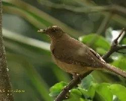 Clay-colored Robin