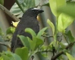 Grayish Saltator