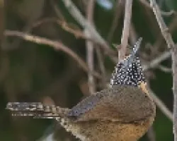 Rufous-breasted Wren