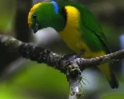 Golden-Browed Chlorophonia