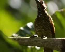 Golden-olive Woodpecker