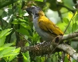 Black-headed Saltator