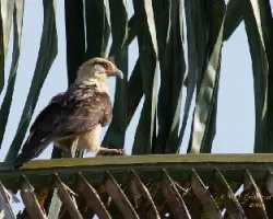Yellow-headed Caracara