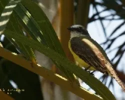 Gray-capped Flycatcher