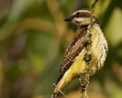 Golden-bellied Flycatcher