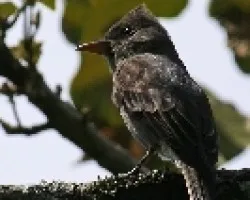 Dark Pewee