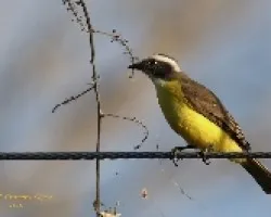 Social Flycatcher