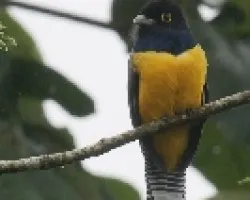 Violaceous Trogon