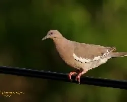 White-winged Dove