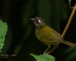 Common Bush-Tanager