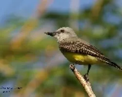 Tropical Kingbird