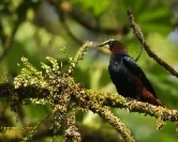 Chestnut-headed Oropendola
