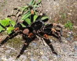 Megaphobema mesomelas
