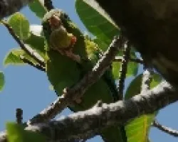 Orange-chinned Parakeet