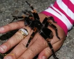 Tarantula, Pica Caballo