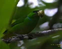 Clorofonia Cejidorada, Rualdo - Hembra