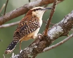 Rufous-naped Wren
