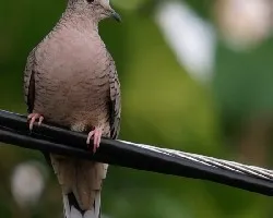 Inca Dove
