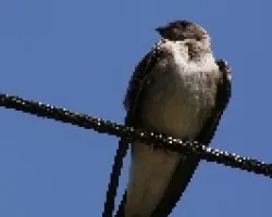 Northern Rough-winged Swallow