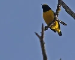 Scrub Euphonia
