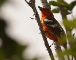 Flame-colored Tanager
