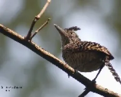 Barred Antshrike - Macho