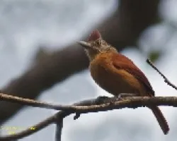 Barred Antshrike - Hembra