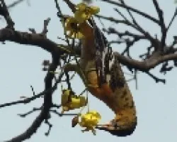 Northern Oriole