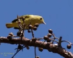 ?????