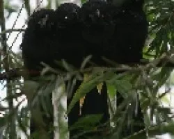 Groove-billed Ani