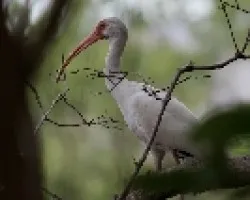 White Ibis