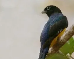 Black-headed Trogon