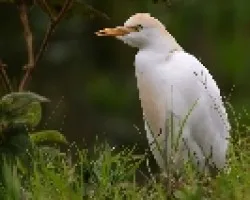 Cattle Egret