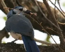 White-throated Magpie-Jay