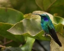 Green Violet-ear Hummingbird