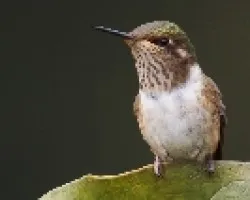Volcano Hummingbird
