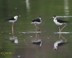 Black-necked Stilt