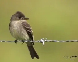 Tropical Pewee