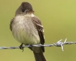 Tropical Pewee