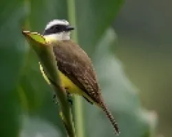 White-ringed Flycatcher