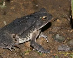 Sapo