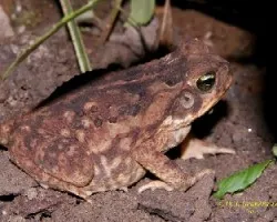 Sapo