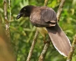 Brown Jay